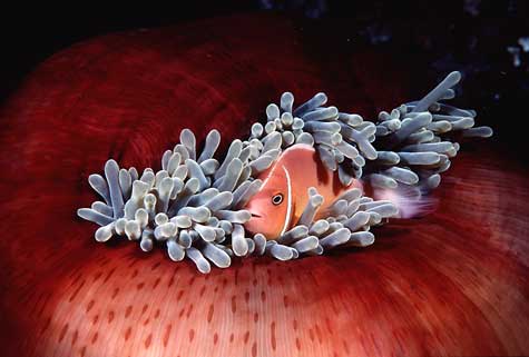 anemone
