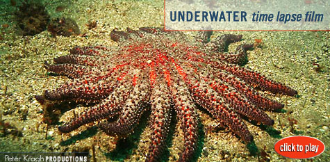 Underwater Timelapse
